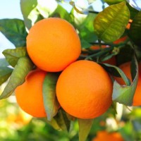 Orange Essence Essential Oil
