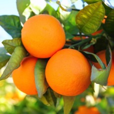 Orange Essence Essential Oil