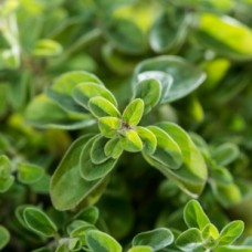Oregano Essential Oil - Spain