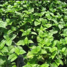 Patchouli Essential Oil (10-Year) | India | Limited Reserve
