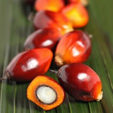 Palm Kernel Oil (Organic, Unrefined)