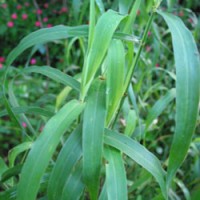 Palmarosa Essential Oil Palmarosa Essential Oil