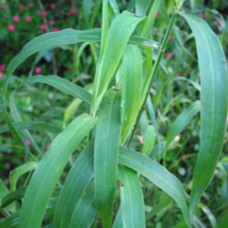 Palmarosa Essential Oil
