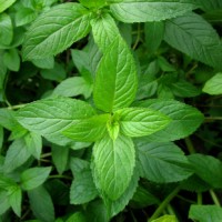 Peppermint Essential Oil, South Africa