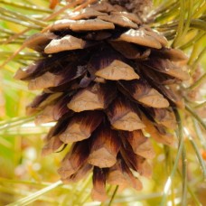 Pinon/Ponderosa Pine Cone Co-Distill Essential Oil