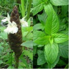 P&P  (Plai Peppermint) Specialty Blend