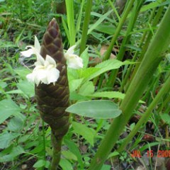 Plai, Central Essential Oil