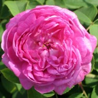 Rosa centifolia (Cabbage Rose) Hydrosol | Hydrating and Toning