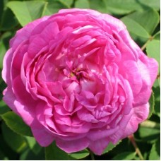Rosa centifolia (Cabbage Rose) Hydrosol | Hydrating and Toning Rosa centifolia (Cabbage Rose) Hydrosol | Hydrating and Toning