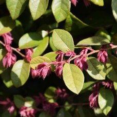 Witch Hazel Leaves | Magical Plant Ally for Skin & Ritual Work