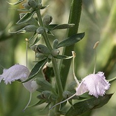 White Sage (Salvia apiana) | Dried Loose Leaves for Smudging and Sacred Use