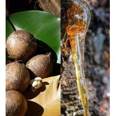 Frankincense Resin Infused Golden Jojoba Oil | Skin Healing and Spiritual Connection