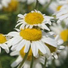 Roman Chamomile Hydrosol | Gentle and Soothing Roman Chamomile Hydrosol | Gentle and Soothing