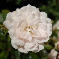 Rose alba (White Rose) Hydrosol | Gentle and Balancing