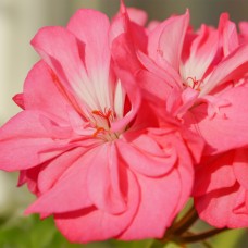 Rose Geranium Hydrosol | Cooling and Balancing