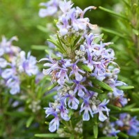 Rosemary Hydrosol | Energizing and Clarifying