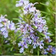Rosemary Hydrosol | Energizing and Clarifying Rosemary Hydrosol | Energizing and Clarifying