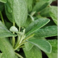 Sage Hydrosol | Cleansing | France