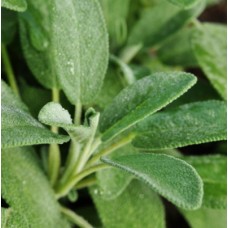 Sage Hydrosol | Cleansing and Restorative