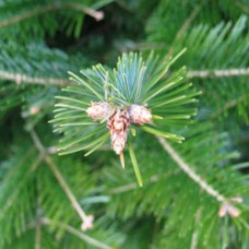 Siberian Fir Essential Oil