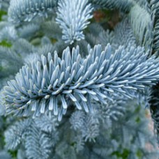 Silver Fir Essential Oil | Breath, Calm, Energetic Resilience