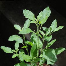 Holy Basil (Tulsi) Essential Oil