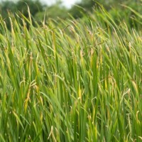 Vetiver Essential Oil - Haiti