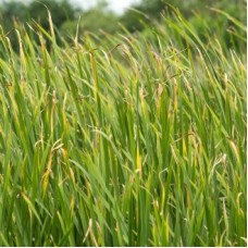 Vetiver Essential Oil - Haiti