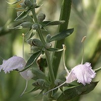 White Sage Hydrosol | Purification and Clarity