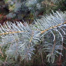 White Fir  Essential Oil - Limited Reserve