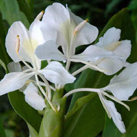 White Ginger Lily Absolute