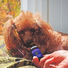 Spotlight Class:  Paws & Plants|  Aromatics and Holistic Care for Our Pets