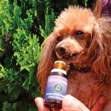 Aromatherapy for Pets: What No One’s Teaching (But Should Be)