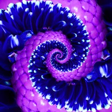 Vibrational Blending