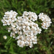 Yarrow Essential Oil - Bulgaria