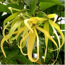 Ylang Ylang Complete Essential Oil