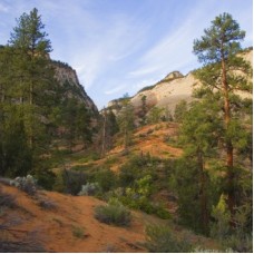 Southwestern Trees Essential Oil Kit
