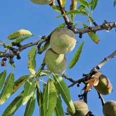 Sweet Almond Oil | Organic |Nourishing Moisturizer and Skin Repair