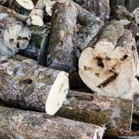 Agarwood Subintegra Essential Oil - OUD - Vintage