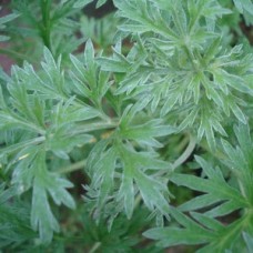 Wormwood Absinthe Essential Oil | Clarity & Purification