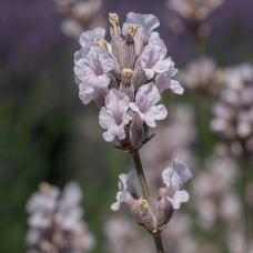 Lavender ‘Melissa’ Essential Oil | Gentle Nervous System + Emotional Support