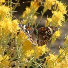 Rabbitbrush Essential Oil - Limited Reserve