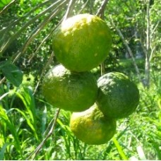Mandarin, Green Essential Oil