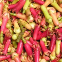 Clove Leaf Essential Oil