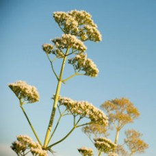 Coriander Essential Oil Coriander Essential Oil