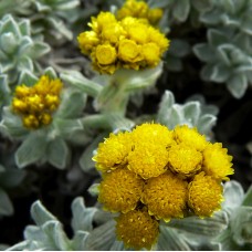 Helichrysum splendidum Essential Oil