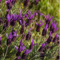 Lavender Seville (Stoechas) Essential Oil