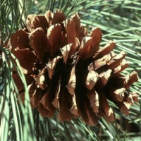 Ponderosa Pine Cone Essential Oil - Limited Reserve