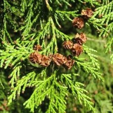 Port Orford Cedarwood Essential Oil | Grounding - Protective Aromatherapy | Vintage Port Orford Cedarwood Essential Oil | Grounding - Protective Aromatherapy | Vintage