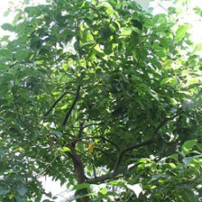 Ravintsara Essential Oil - Wild Harvested